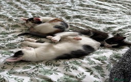 Domestic Shorthair cats for sale:  female kittens beautiful temperaments - Image 17
