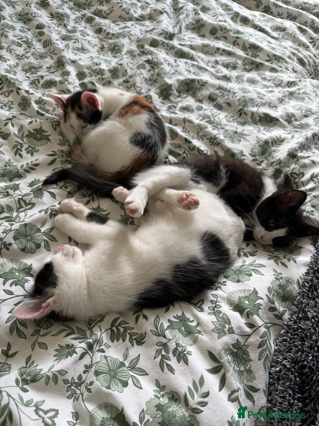 Domestic Shorthair cats for sale:  female kittens beautiful temperaments - Image 17
