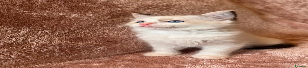 Ragdoll Kitten 2