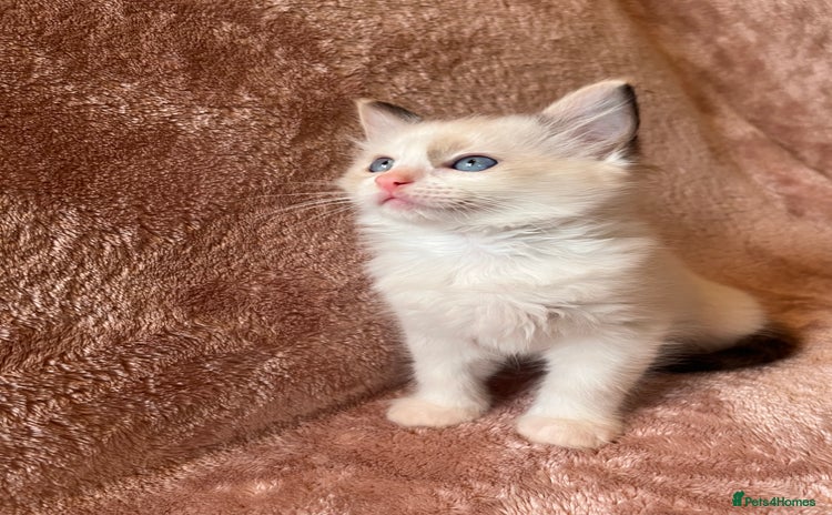 Ragdoll cats - Advert 10