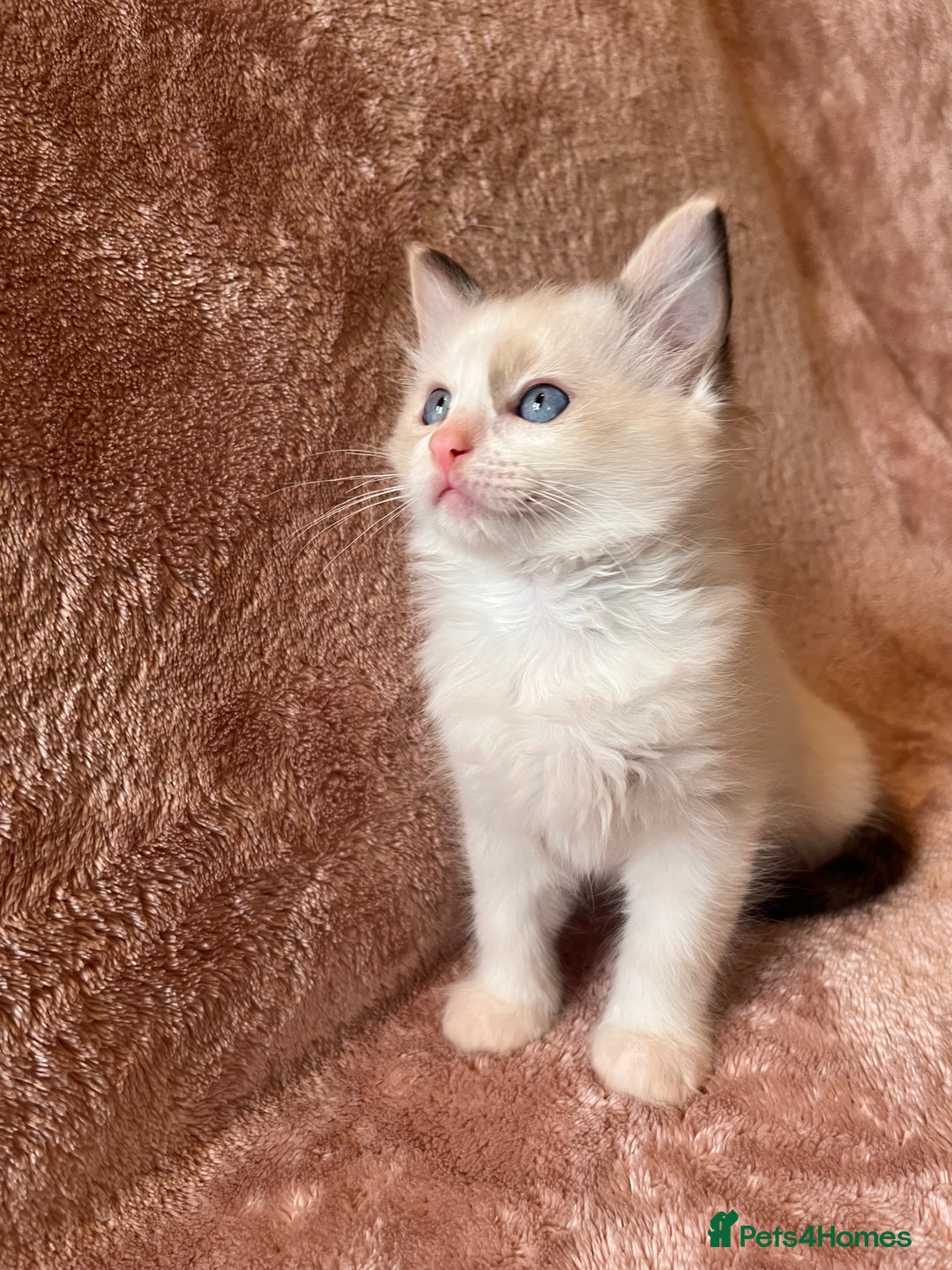 Ragdoll cats for sale: Quality kittens from DNA tested parents - Image 1