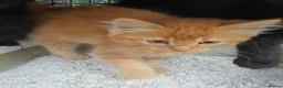 Persian cats for sale: Lovely half persian kitten - Advert 16