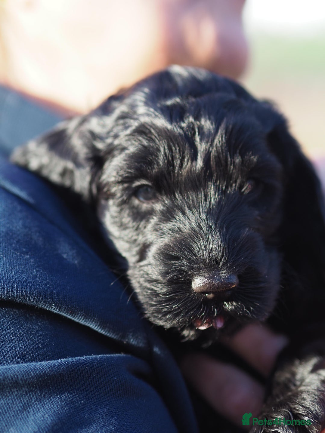 Australian Labradoodle dogs for sale: 5 Australian Labradoodle girls - Advert 15