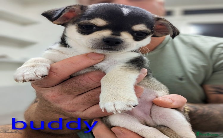 Chihuahua dogs - Advert 31