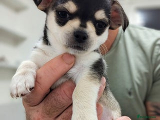 Chihuahua dogs - Advert 36