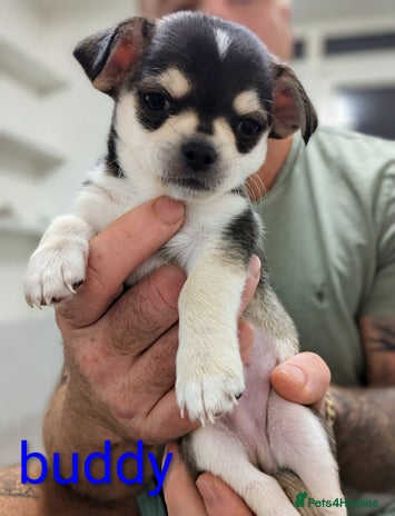 Chihuahua dogs - Advert 31