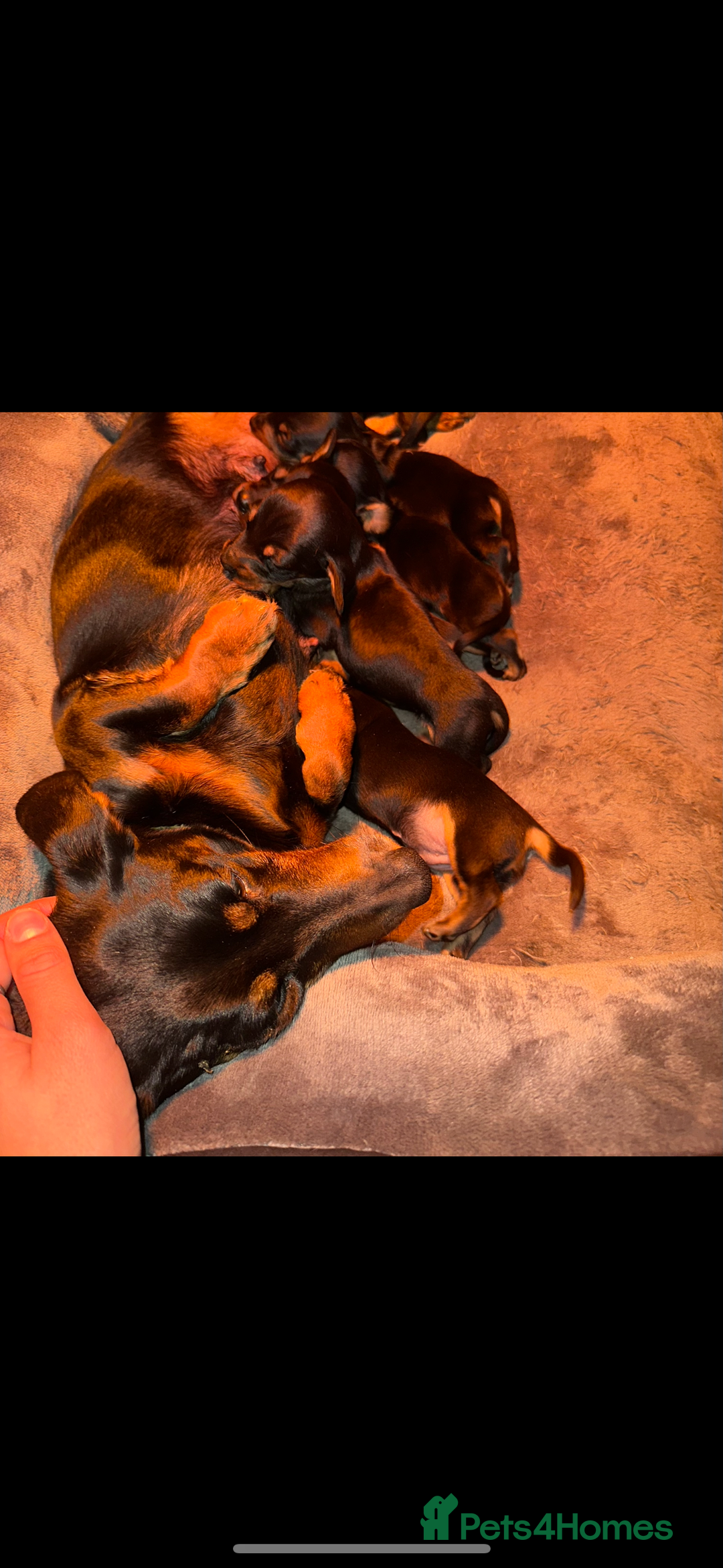 Dachshund dogs for sale: Dachshund puppies  - Image 6