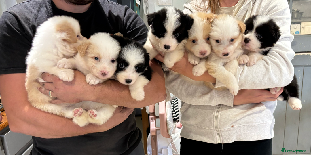Border Collie dogs for sale: Quality Show Line KC Border Collie Males💙 - Image 14