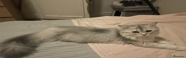 Scottish Fold 4