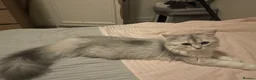 Scottish Fold cats for sale: Scottish Fold and straight  - Advert 5