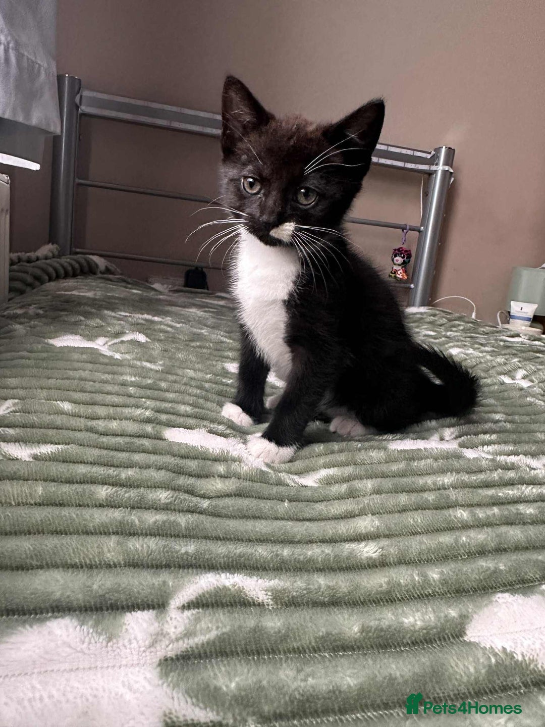 Mixed Breed cats for sale: Beautiful kitten looking for a new home - Image 5