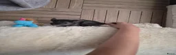 Chinchilla rodents for sale: 2 female chinchillas - Advert 6