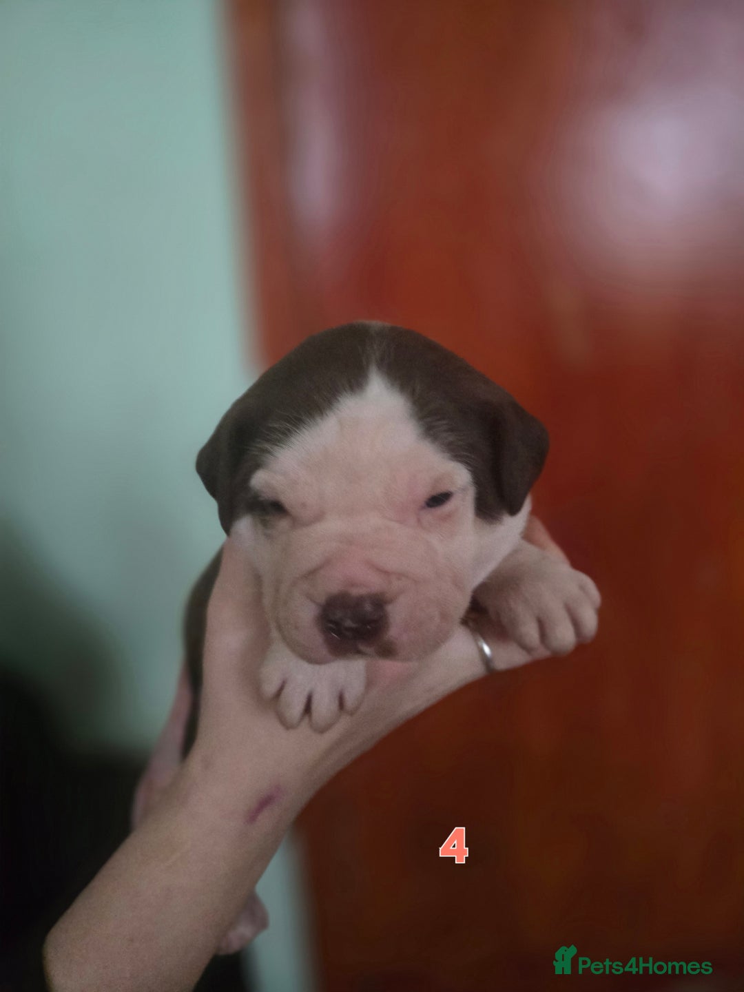 American Bully dogs for sale: Standard American bullys - Advert 3