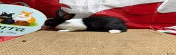 Dutch rabbits for sale: Gorgeous Dutch Rabbits  - Advert 5