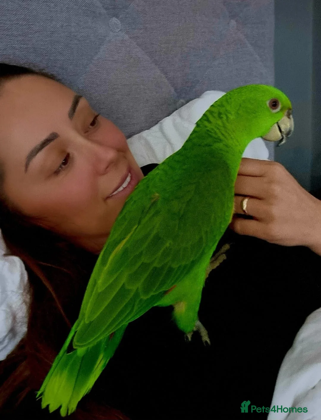Parrots birds for sale: Talking Yellow naped amazon  - Advert 1