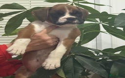 Boxer dogs for sale: Bouncy beautiful boxers  - Image 17