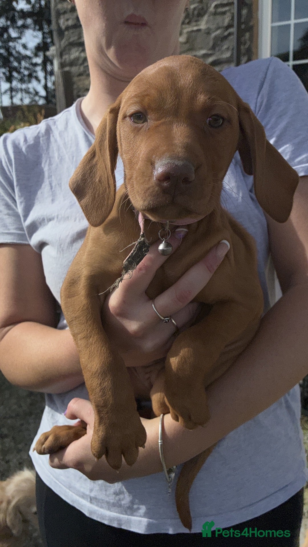 Hungarian Vizsla dogs 5* HUNGARIAN VIZSLA PUPPIES KC REGISTERED  - Advert 5