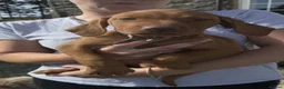 Hungarian Vizsla dogs for sale: 5* HUNGARIAN VIZSLA PUPPIES KC REGISTERED  - Advert 1