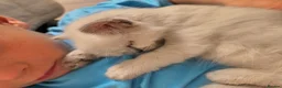 Ragdoll cats for sale: Gorgeous little of Ragdolls  - Advert 6