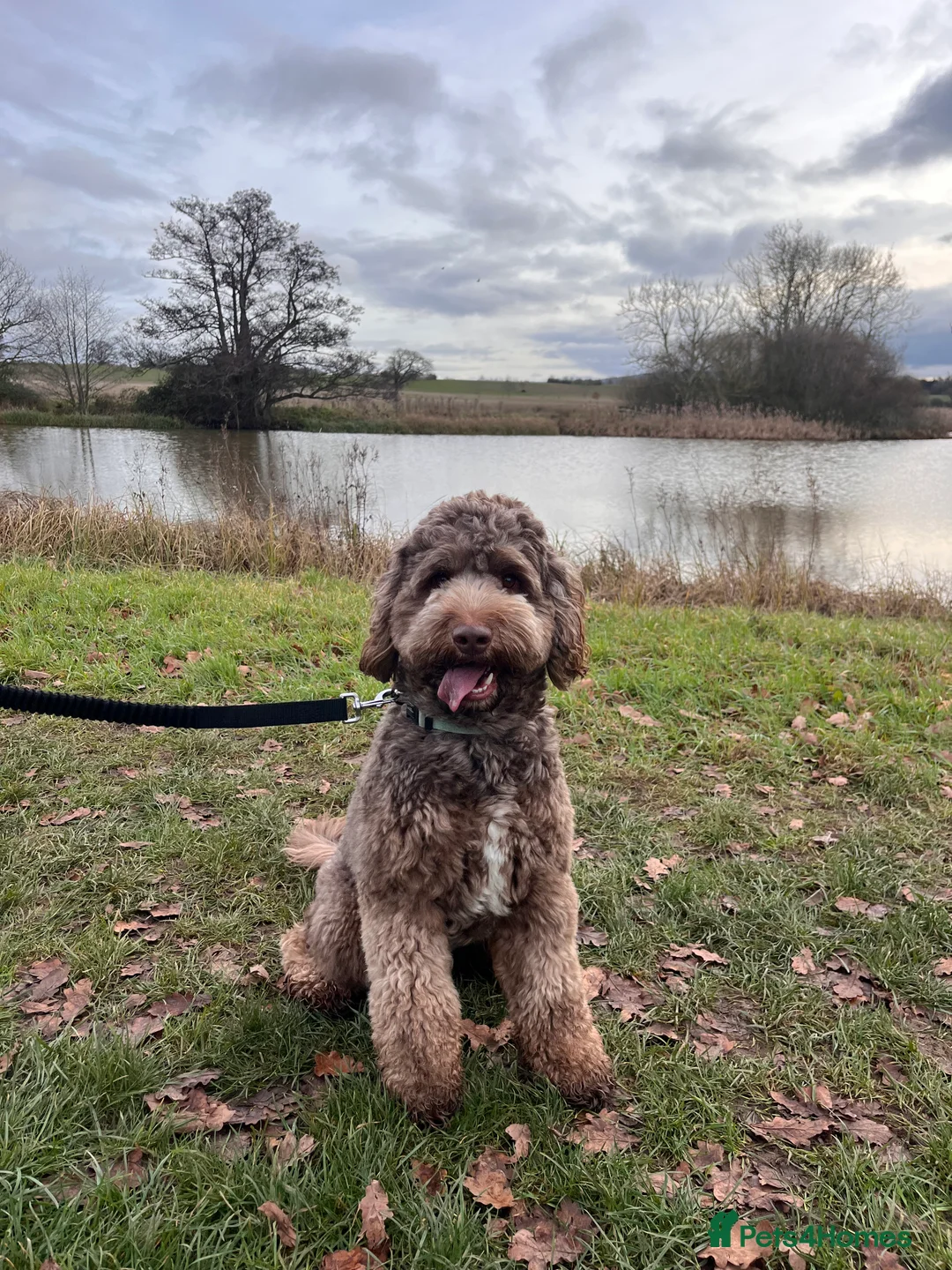 Australian Labradoodle dogs for stud: Australian Labradoodle Chocolate & White Tuxedo - Advert 12
