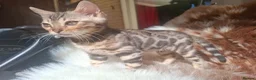Bengal cats for sale: Show Quality Bengal Kittens – 5★ Licensed Cattery - Advert 17