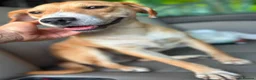 Mixed Breed dogs for adoption: 🐾Jacky Adorable Playful Clever Affectionate Puppy - Advert 3