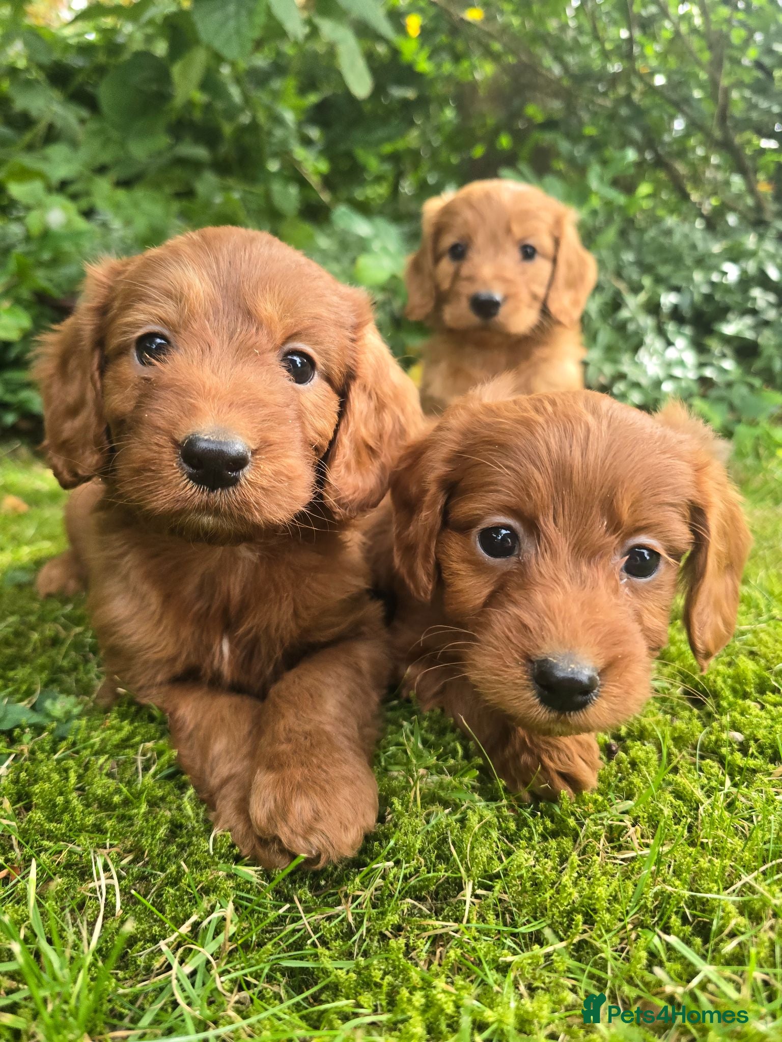 Cockapoo dogs F1 Fox red Miniature Cockapoo puppies - Advert 7