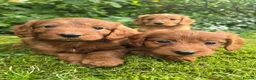 Cockapoo dogs for sale: F1 Fox red Miniature Cockapoo puppies in Preston - Advert 5