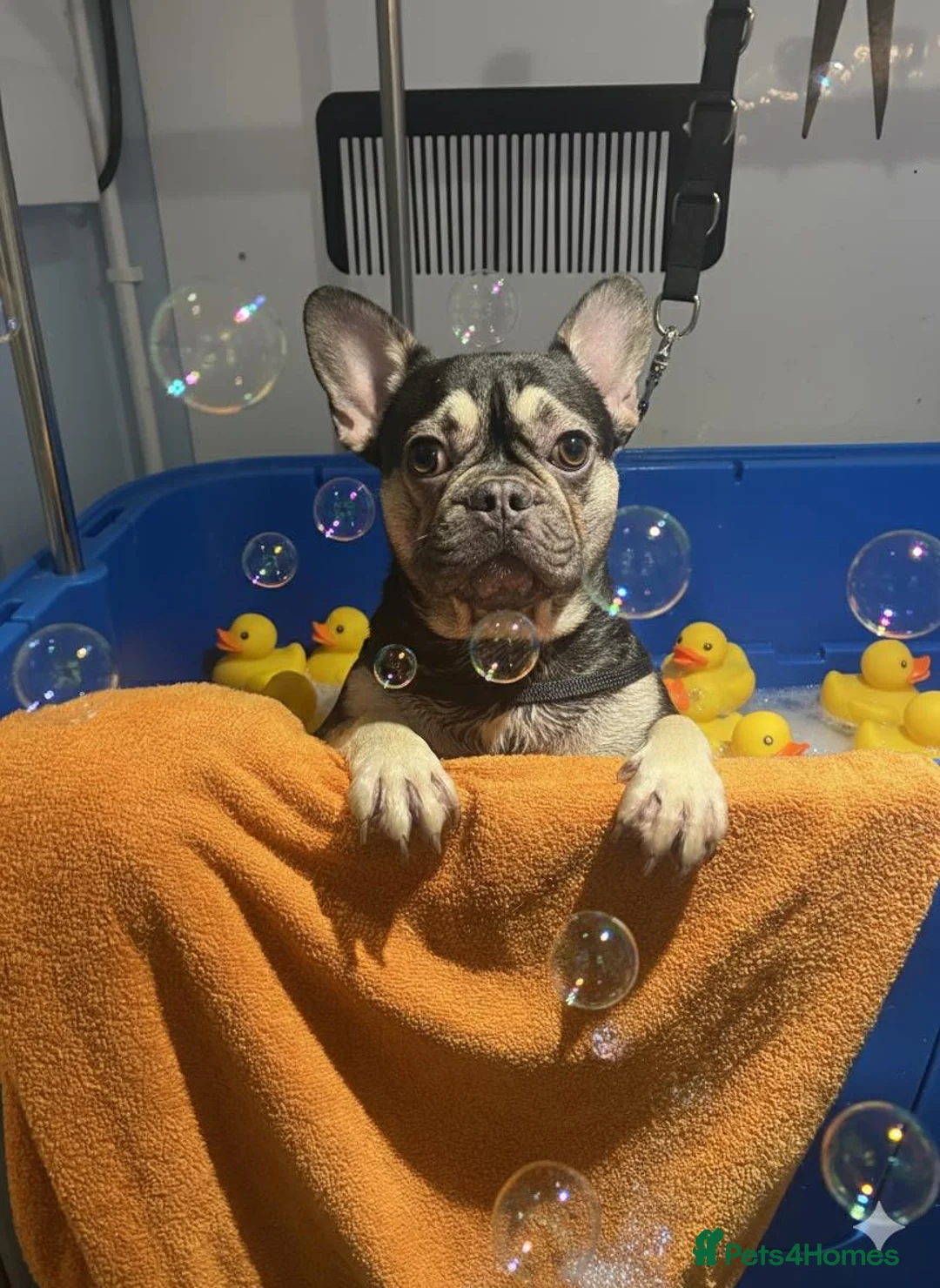 French Bulldog dogs for sale: Male french bulldog - Advert 7