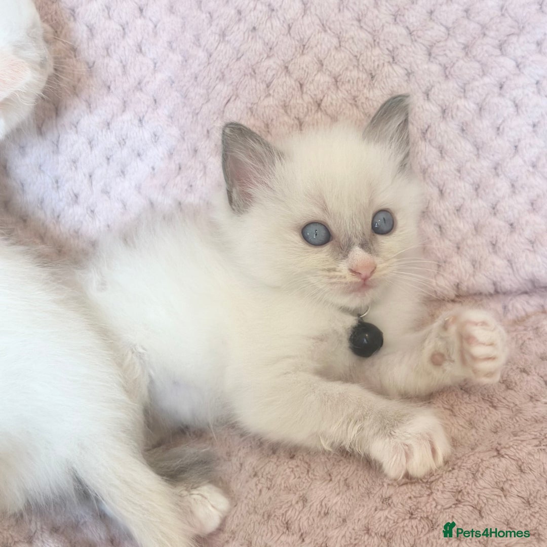 Ragdoll cats for sale: Affectionate, Cuddly, Playful Kittens - Image 8