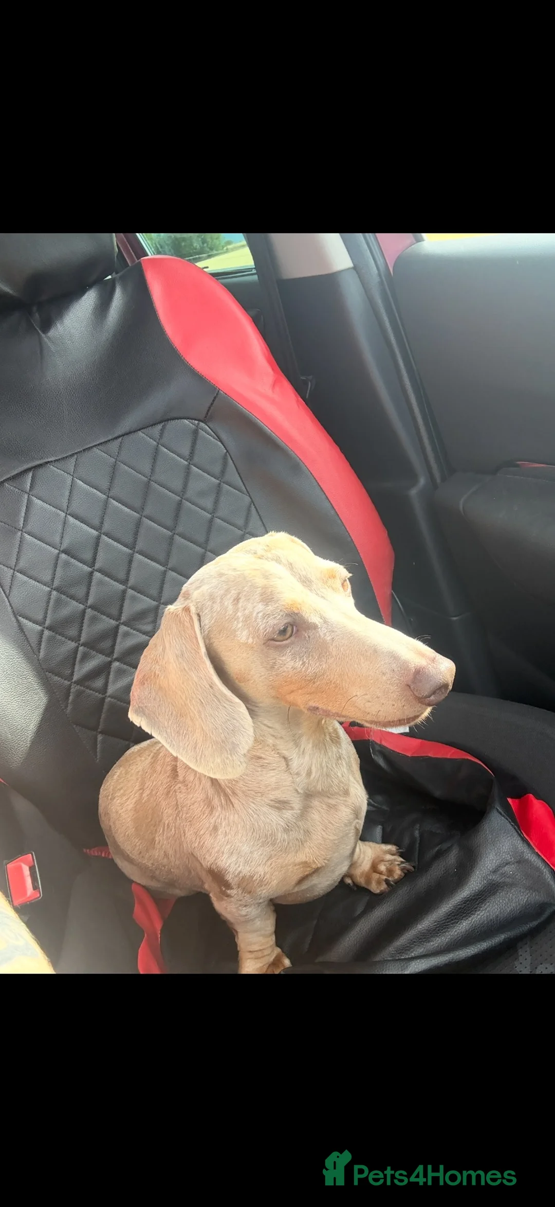 Miniature Dachshund dogs for sale: Four year old Dachshund for loving home in Haverhill - Advert 1