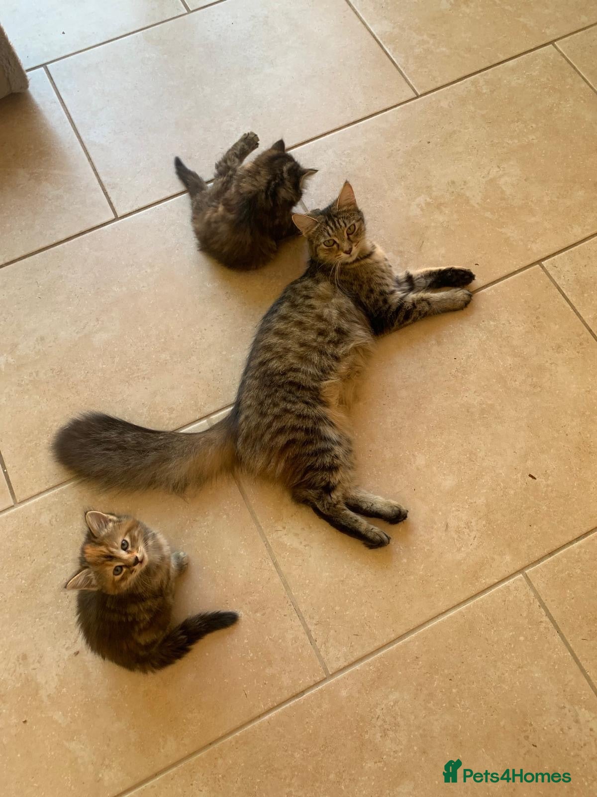 Mixed Breed cats Two girl kittens available  - Advert 2
