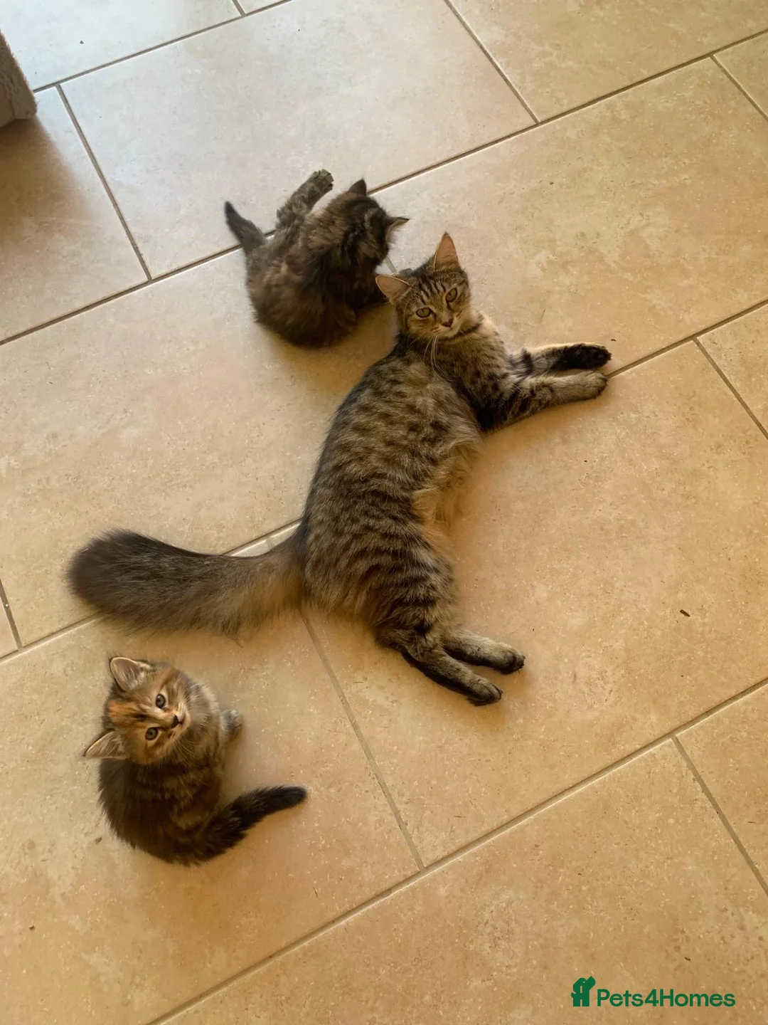 Mixed Breed cats for sale: Two girl kittens available  in Haslemere - Advert 1