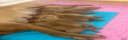 Labrador Retriever dogs for sale: Beautiful Fox Red Labrador Puppies in Wellington - Advert 11
