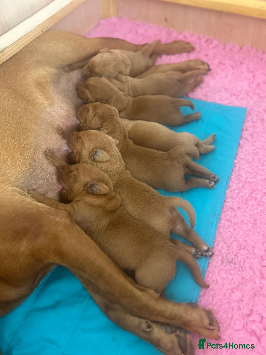 Labrador Retriever dogs for sale: Beautiful Fox Red Labrador Puppies in Wellington - Advert 11