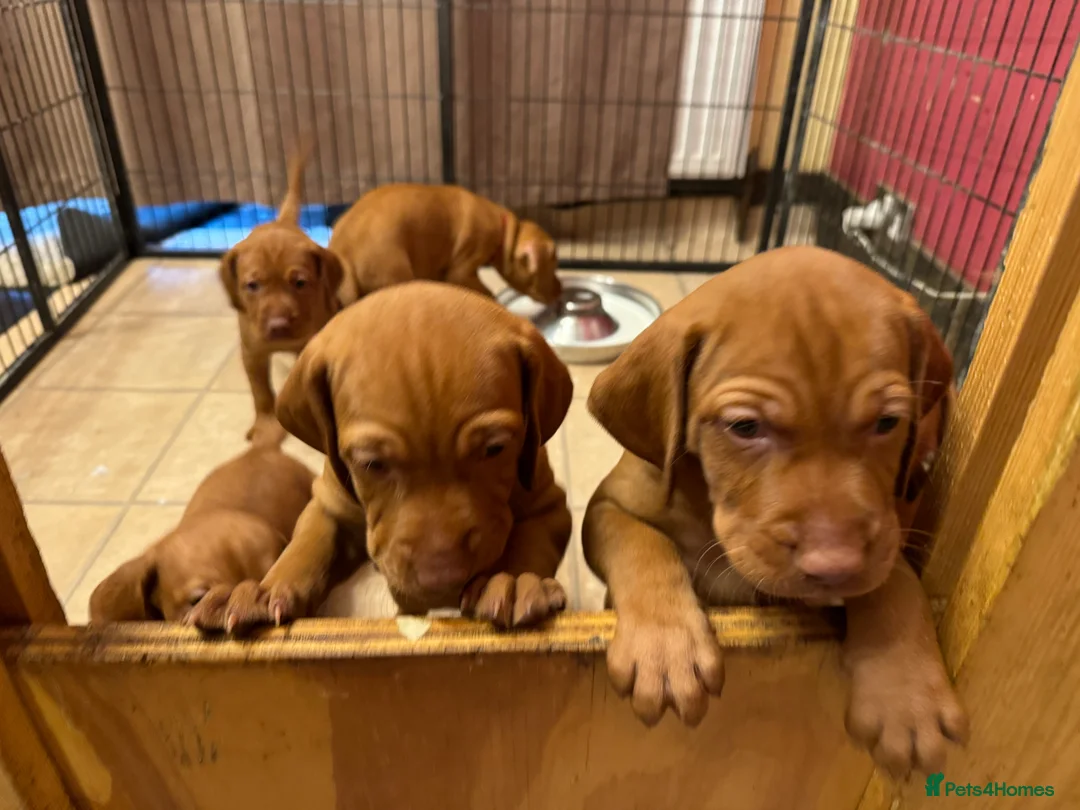 Hungarian Vizsla dogs for stud: Stunning Vizsla Stud in Stanford-le-Hope - Advert 10