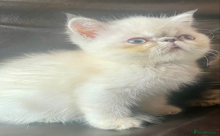 Persian cats - Advert 14