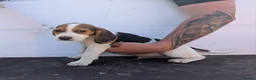 Beagle dogs for sale: Gorgeous Beagle puppies - Advert 13