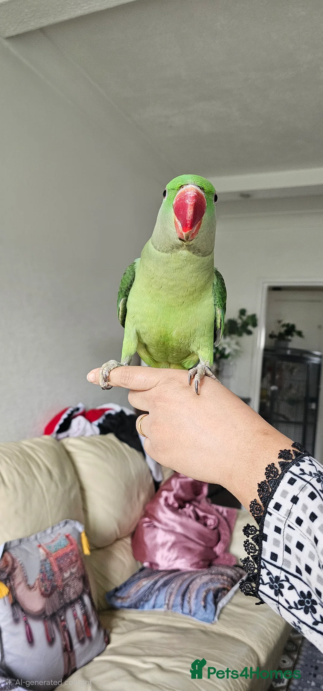 Parrots birds for sale: Alexandrine breeding pair, male baby, Finches pair - Advert 1