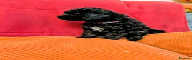Toy Poodle Puppy 2