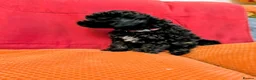 Toy Poodle dogs for sale: Toy poodle girls KC , fully vac 12 weeks old  - Advert 25