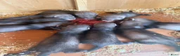 Ferret rodents for sale: Polecat cross  in Brecon - Advert 1