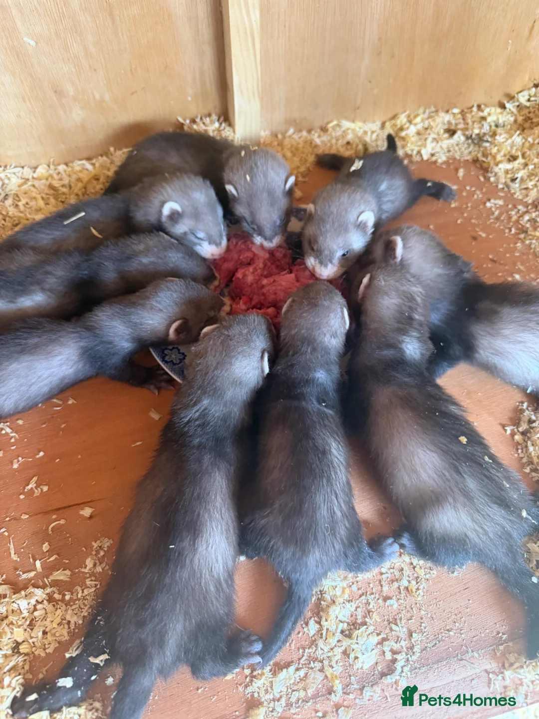 Ferret rodents for sale: Polecat cross  in Brecon - Advert 1