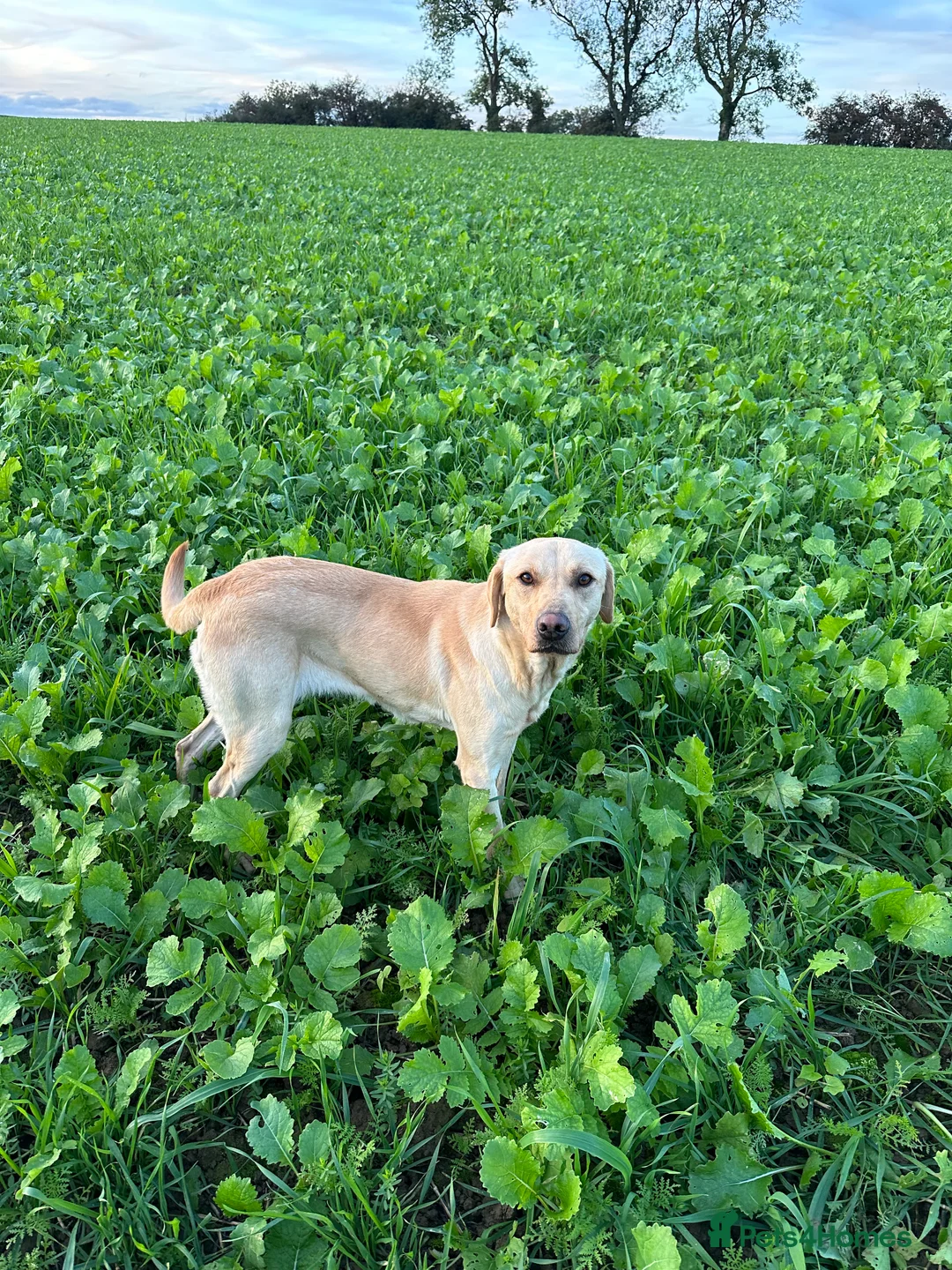 Labrador Retriever dogs for sale: 2024 igl championship winning sired Labradors  - Advert 2