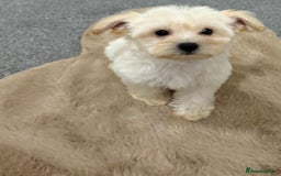 Maltipoo dogs for sale: Beautiful Maltipoo’s - Image 3
