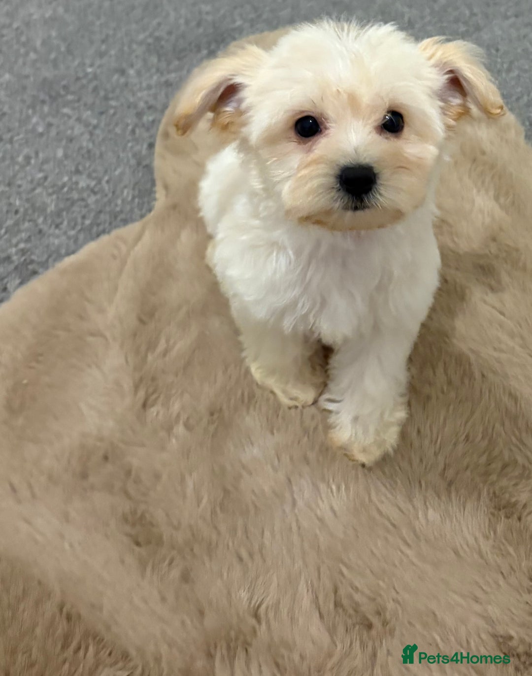Maltipoo dogs for sale: Beautiful Maltipoo’s - Image 3