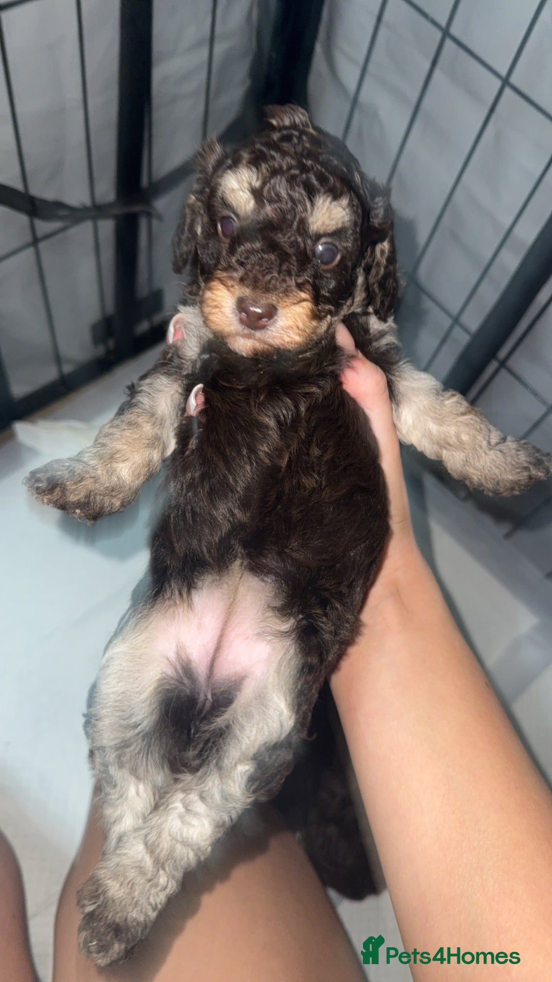 Toy Poodle dogs for sale: Chocolate phantom non fading toy poodles  - Advert 4