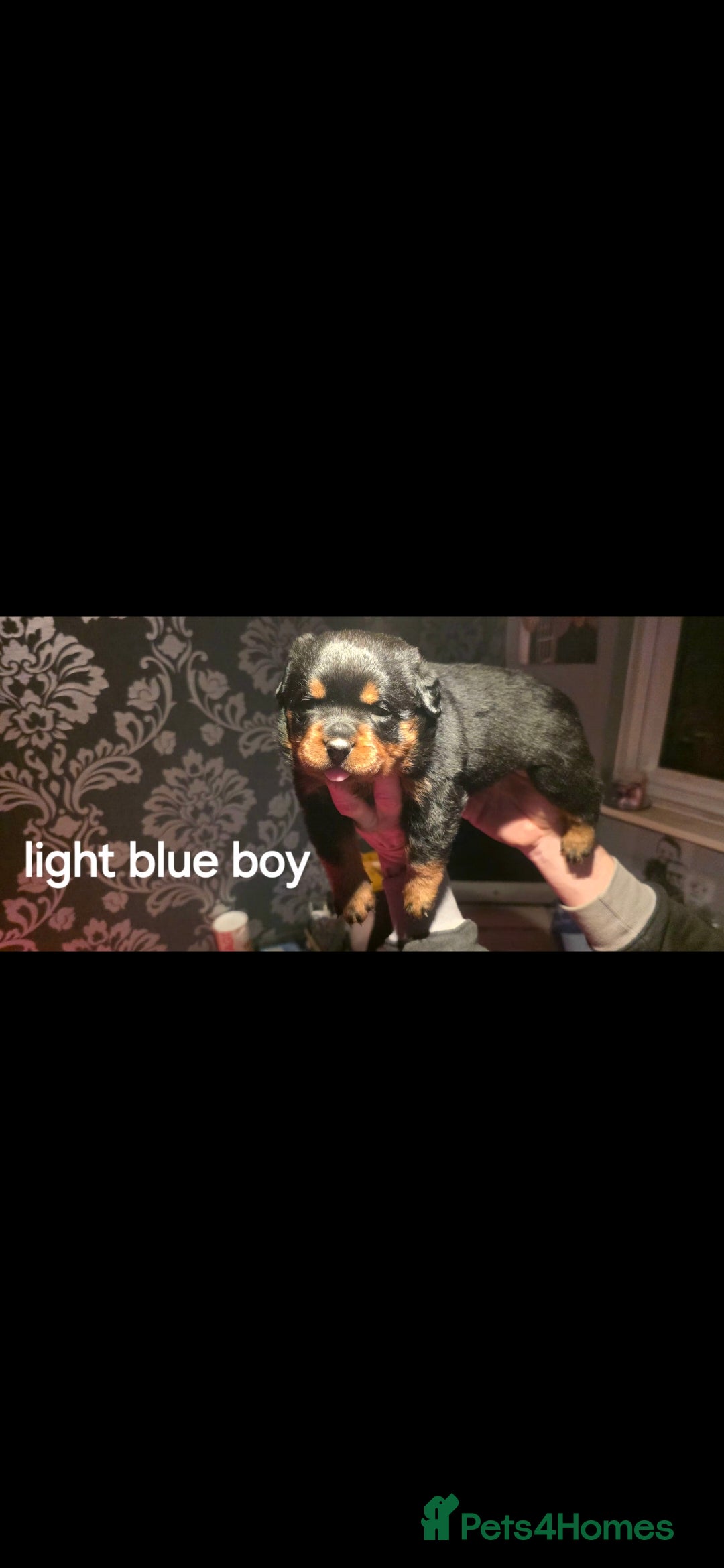 Rottweiler dogs for sale: Kc rottweiler  - Advert 5