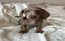 Miniature Dachshund dogs for sale: Miniature dachshunds - Image 12