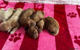 Goldendoodle dogs for sale: Golden doodle puppy’s for sale  - Advert 9